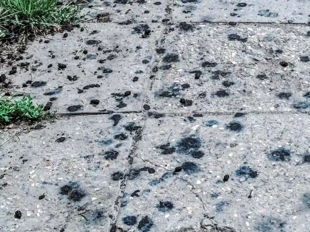 what are black spots on sidewalk
